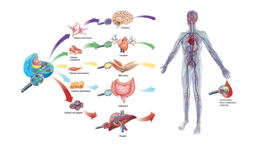 El metaboloma es el cojunto de molculas que se encuentran en un tejido. Su anlisis permiten conocer el estado del metabolismo...