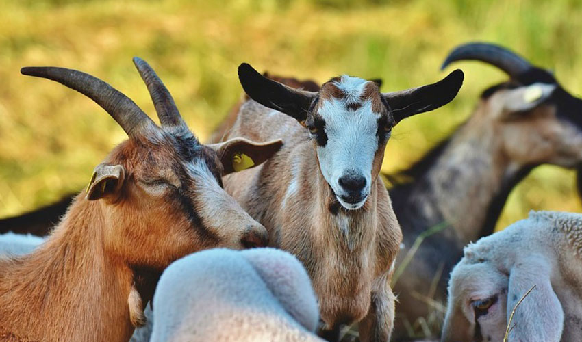 Reba�o mixto de ovejas y cabras