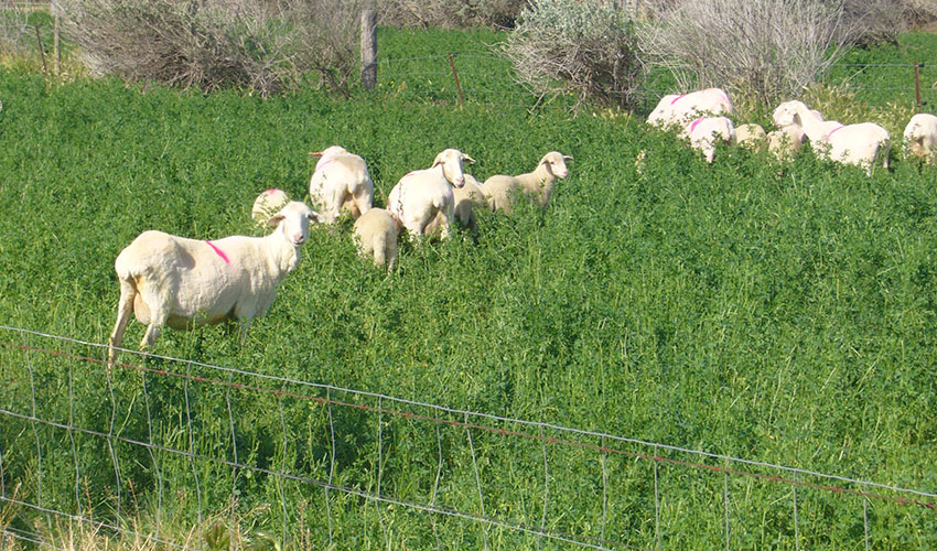 Grupo de ovejas en el campo