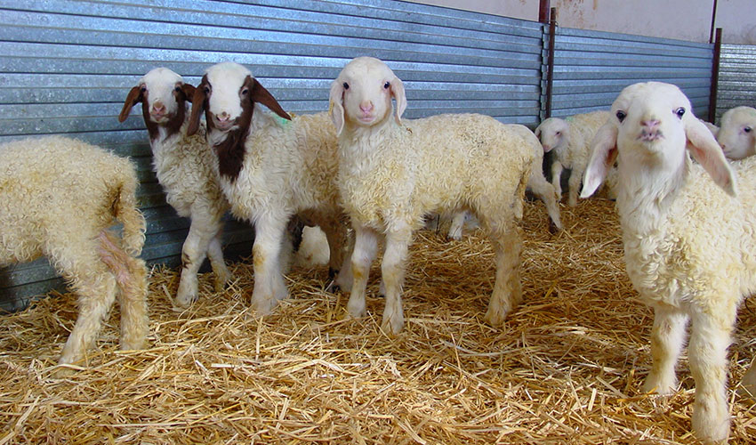 Lote de corderos en una explotacin ovina