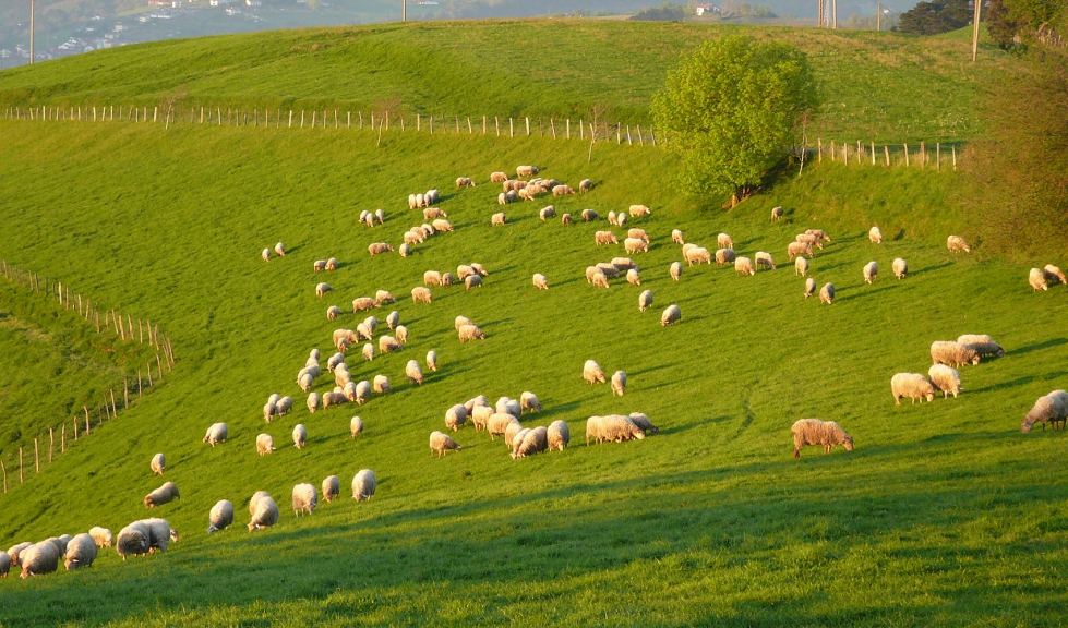 Rebao de ovejas en el Pas Vasco