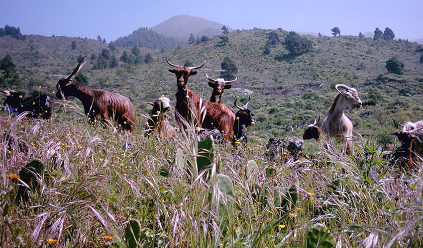 Cabras de raza Palmera en pastoreo