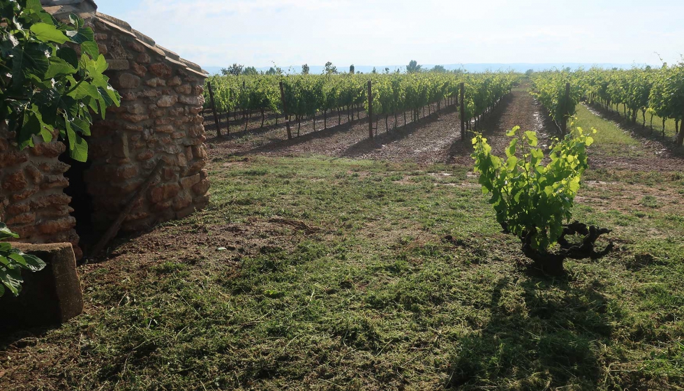Se experimenta con variedades de uva de maduracin ms prolongada para adaptar la viticultura al cambio climtico