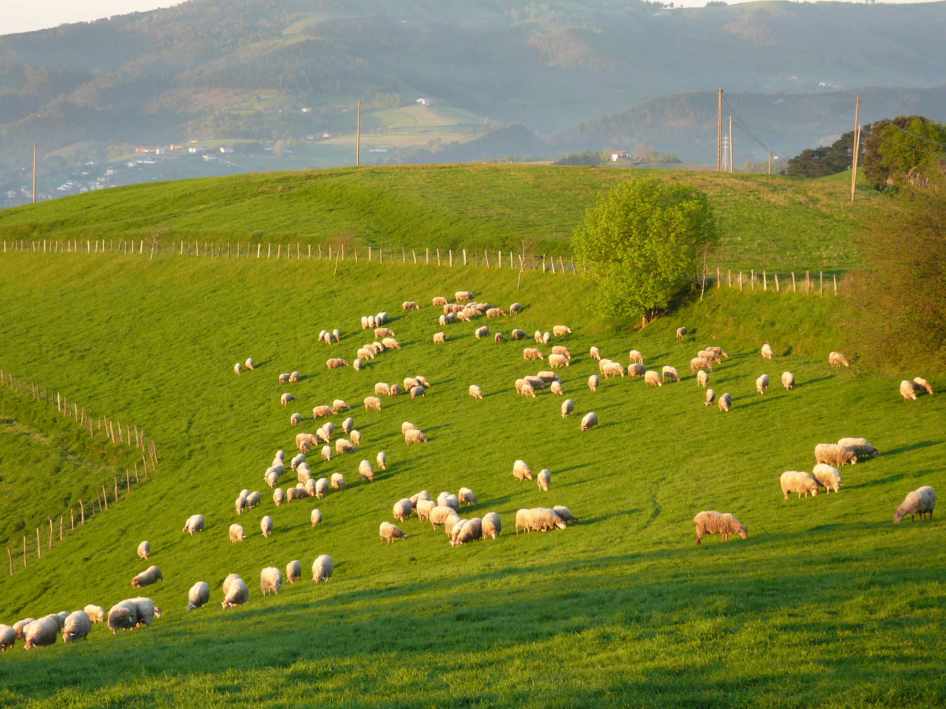 Rebao ovino de raza Latxa pastoreando