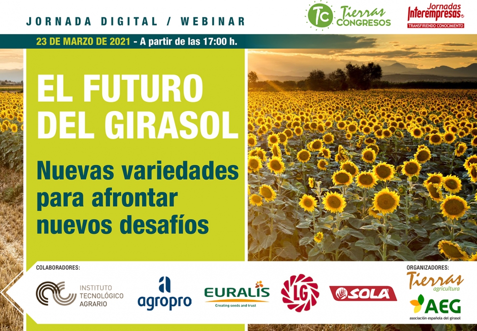 La mejora de las variedades, el factor clave en la evolución del cultivo de  girasol en España - Grandes cultivos