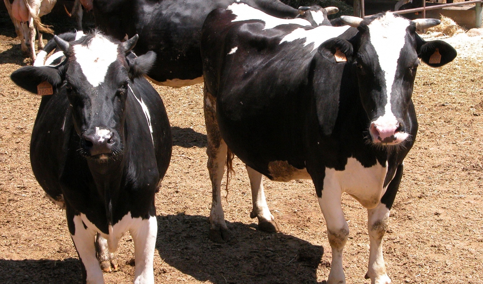 Vacas de raza Frisona en una explotacin