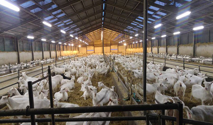 Granja de caprino en Pa�ses Bajos, que sufri� un importante brote de fiebre Q hace aproximadamente una d�cada