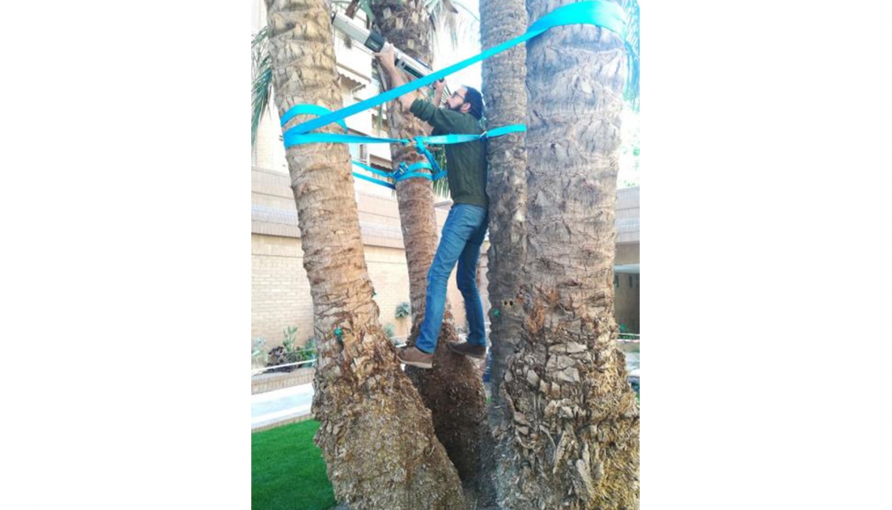 Evaluacin de unas palmeras en la ciudad de Valencia mediante la tcnica de resistografa