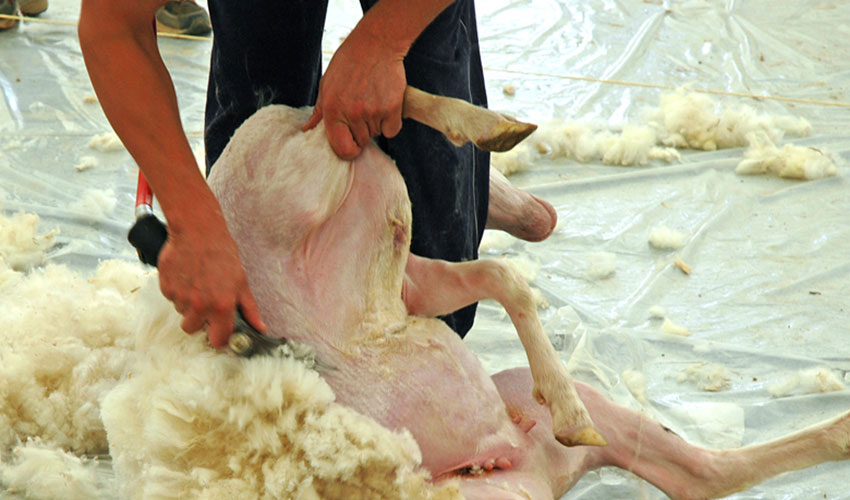 Esquileo de una oveja