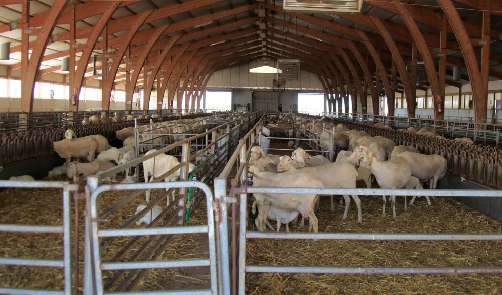 Interior de una explotacin de ovino en Castilla-La Mancha, comunidad en la que ha cado nicamente un 2,7% el censo de productores...