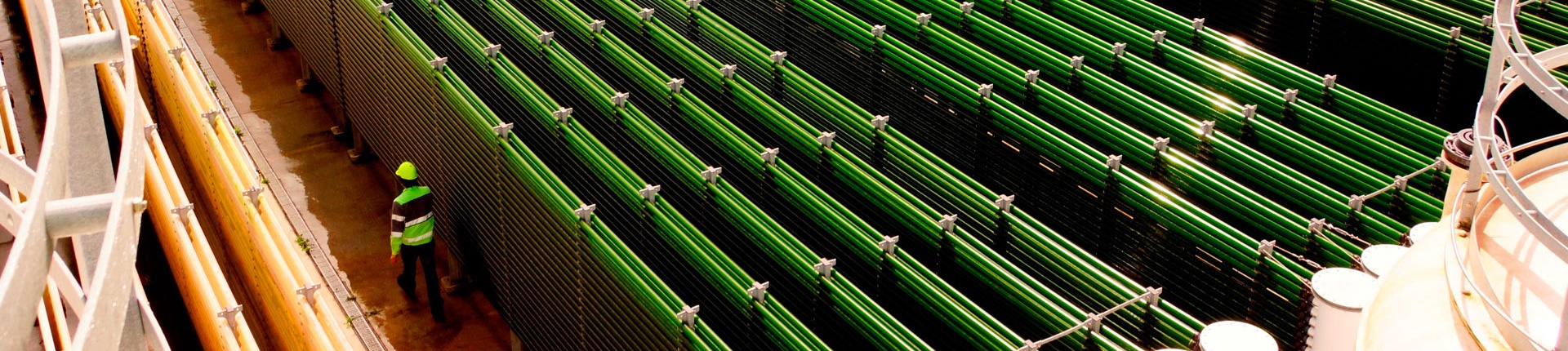 Foto: Allmicroalgae