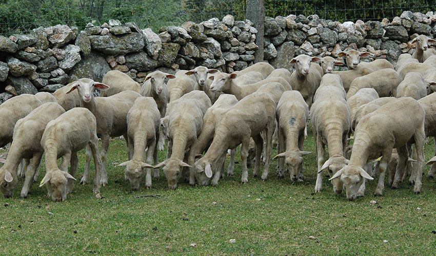 Grupo de corderos en el campo