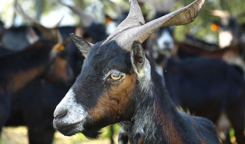 Ejemplar de la cabra Verata, raza caprina aut�ctona de Extremadura
