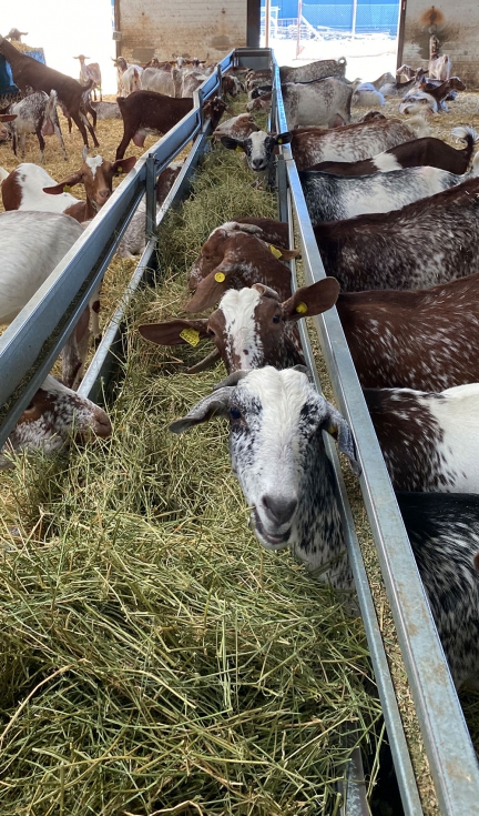 Pasillo de alimentacin con forraje para los animales