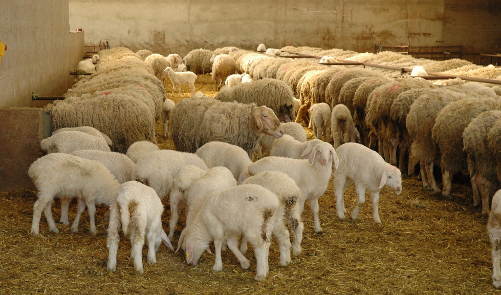Ovejas de raza Assaf con sus corderos