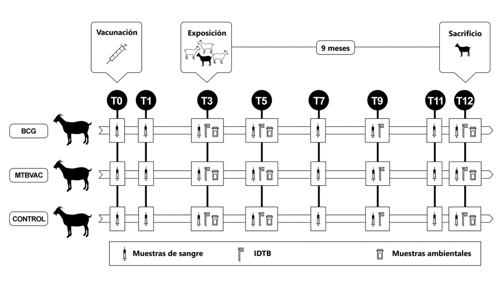 Figura 2. Esquema de la infecci�n natural del sexto estudio...
