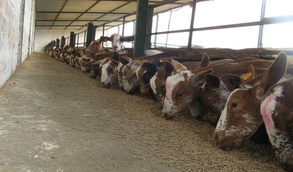 Cabras tomando grano en una explotacin ganadera