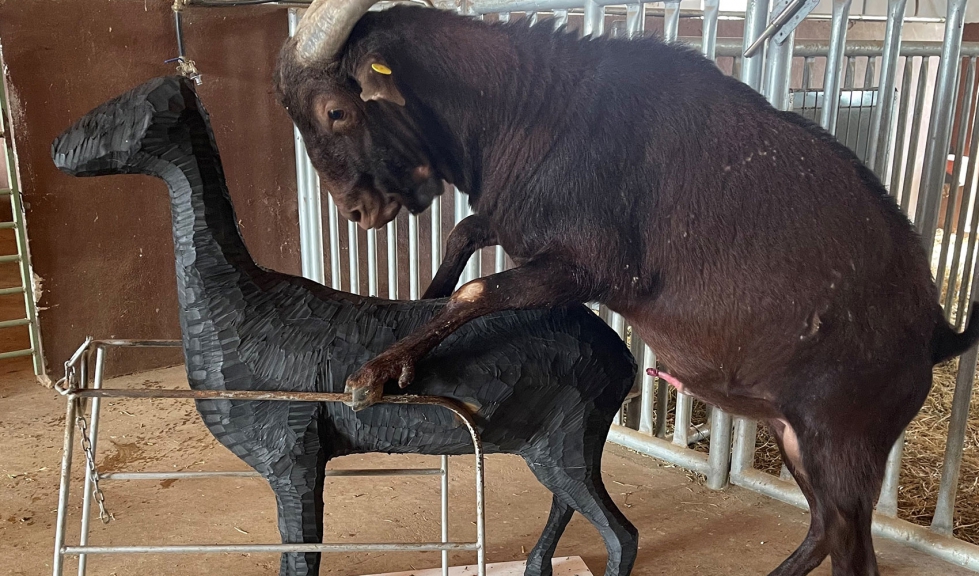 Monta de un macho caprino en un maniqu� con forma de cabra para respetar el bienestar animal