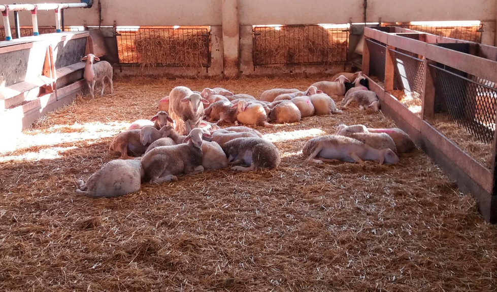 Lote de corderos en un cebadero de ovino