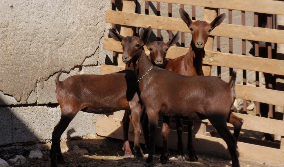 Lote de chivas del tronco Murciano de la raza Murciano-Granadina