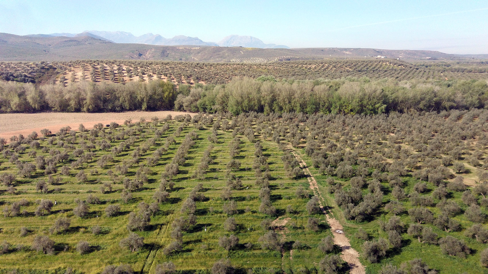 Finca de olivar ecolgico de Olecola San Francisco durante la primavera