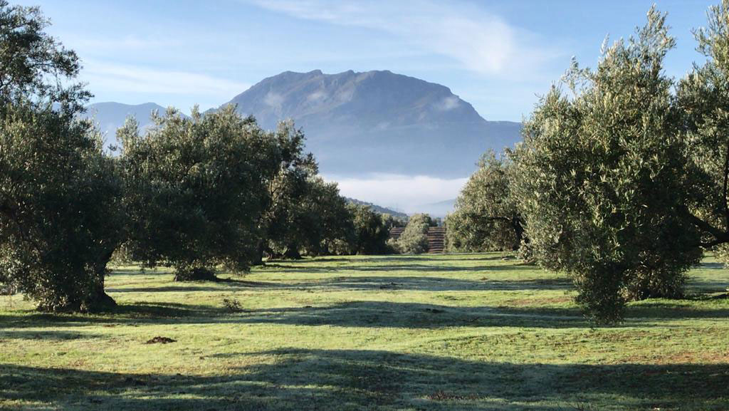 Finca de olivar ecolgico de Olecola San Francisco durante la primavera al final del invierno