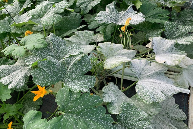 Sntomas tpicos de odio de cucurbitceas causados por P. xanthii en plantas de meln