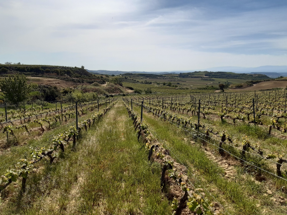 Viedo con pendiente en donde se ha hecho el ensayo con cubiertas vegetales en Rioja Alavesa