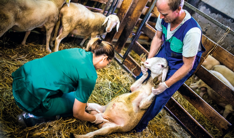 Una veterinaria trabaja en una explotacin de ovino