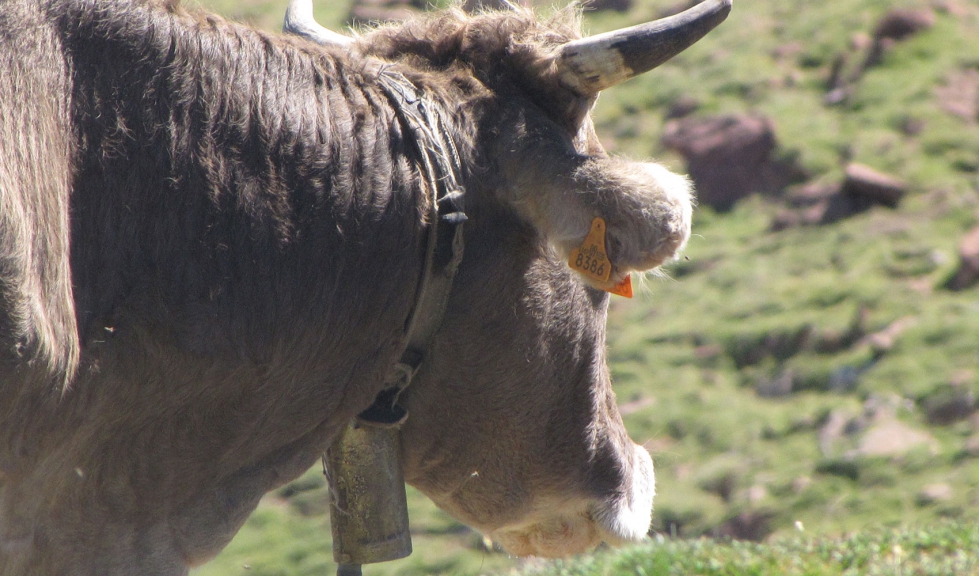 Una vaca en zona de montaa