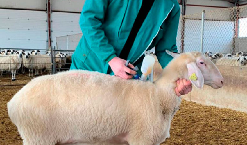 Vacunacin a una oveja en una explotacin