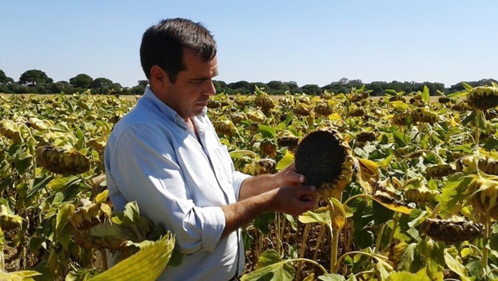 Pedro Gallardo, en una parcela cultivada con girasol