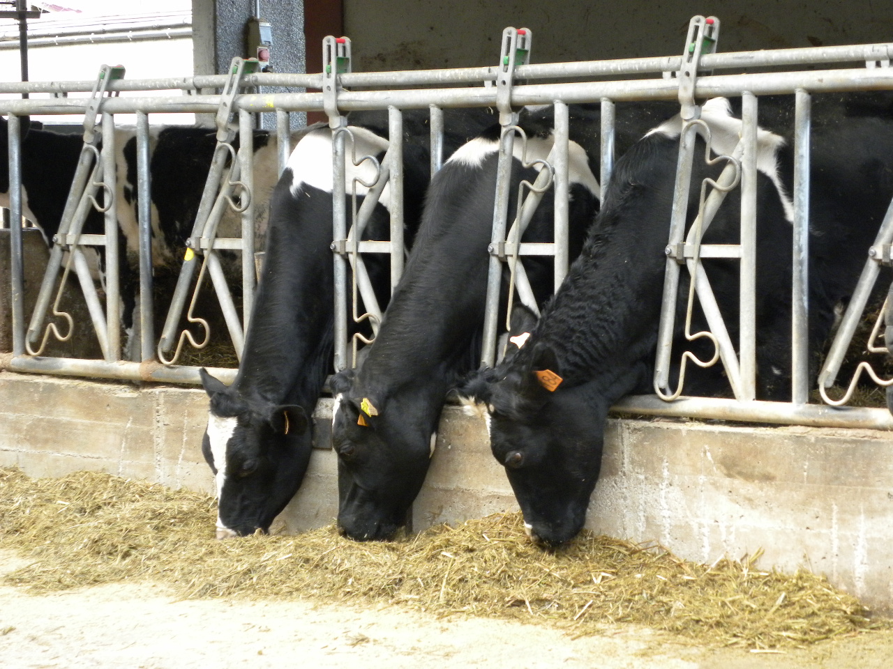 Vacas lecheras de raza frisona en una granja comiendo la racin de unifeed