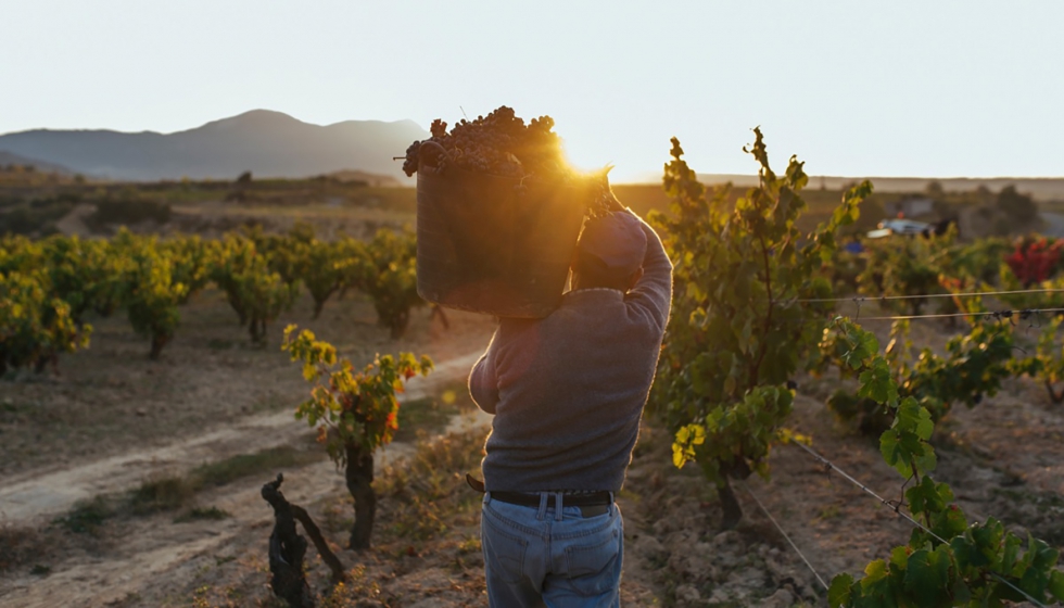 Imagen de la vendimia en La Rioja