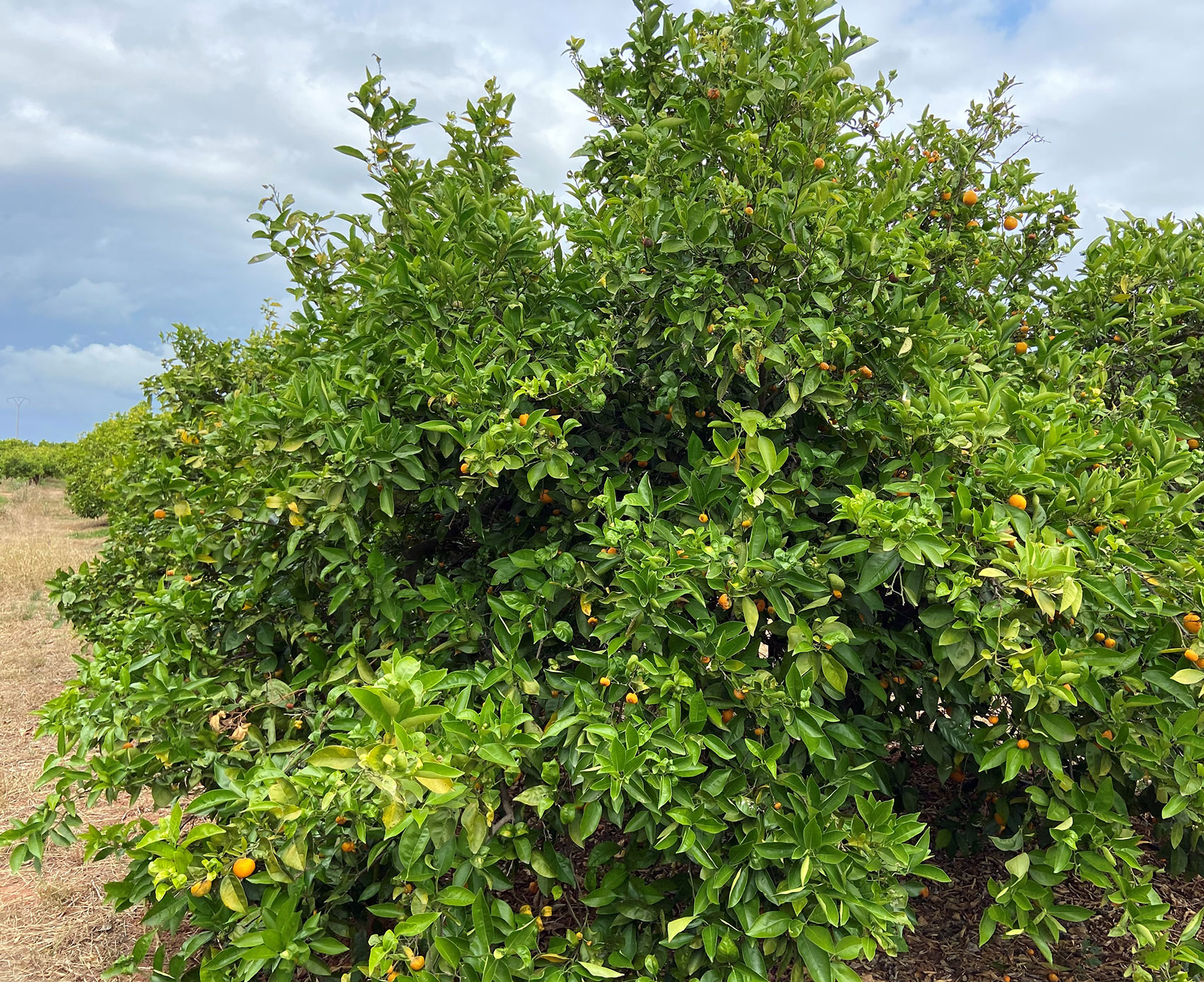 rbol con todos los frutos daados