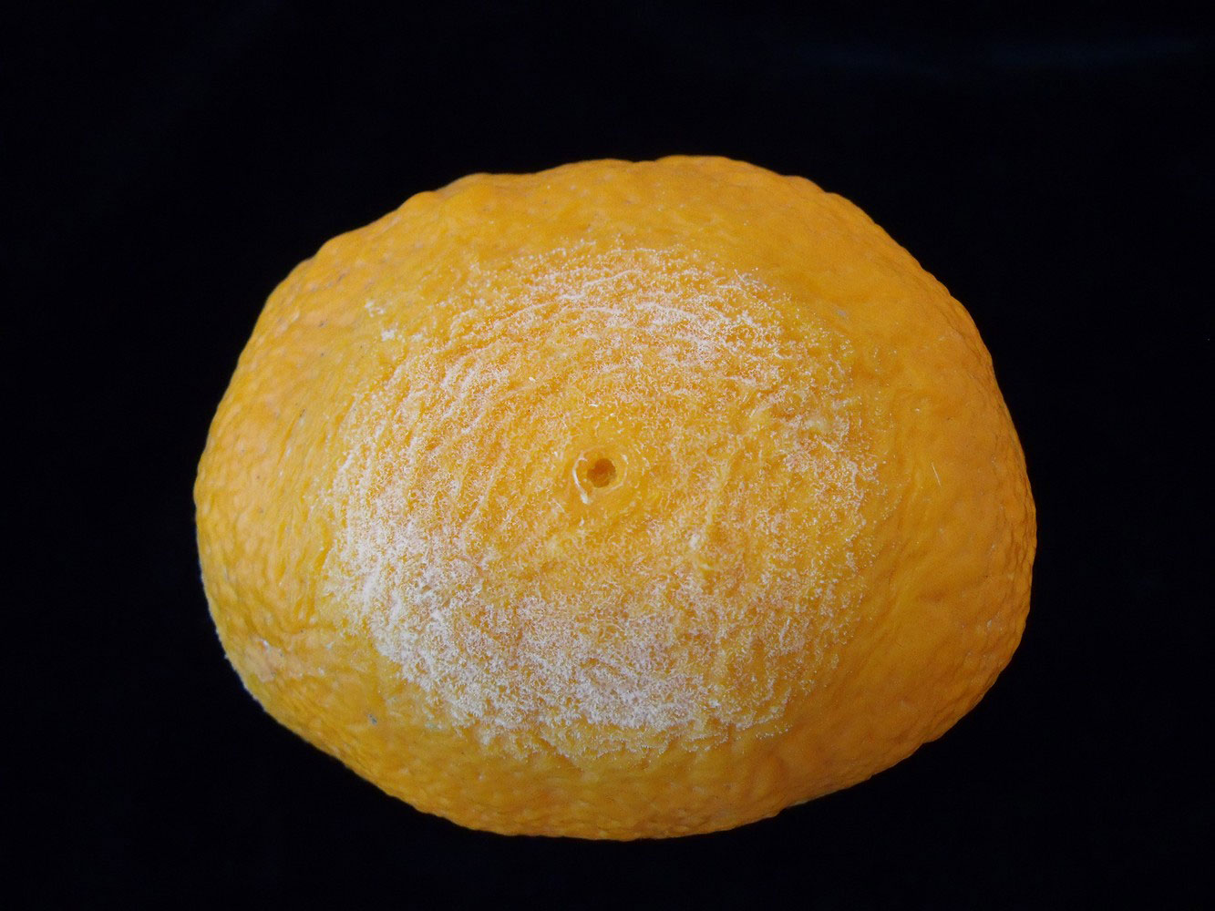 Fotografa 1. Sintomatologa de la podredumbre amarga causada por Geotrichum citri-aurantii en mandarina