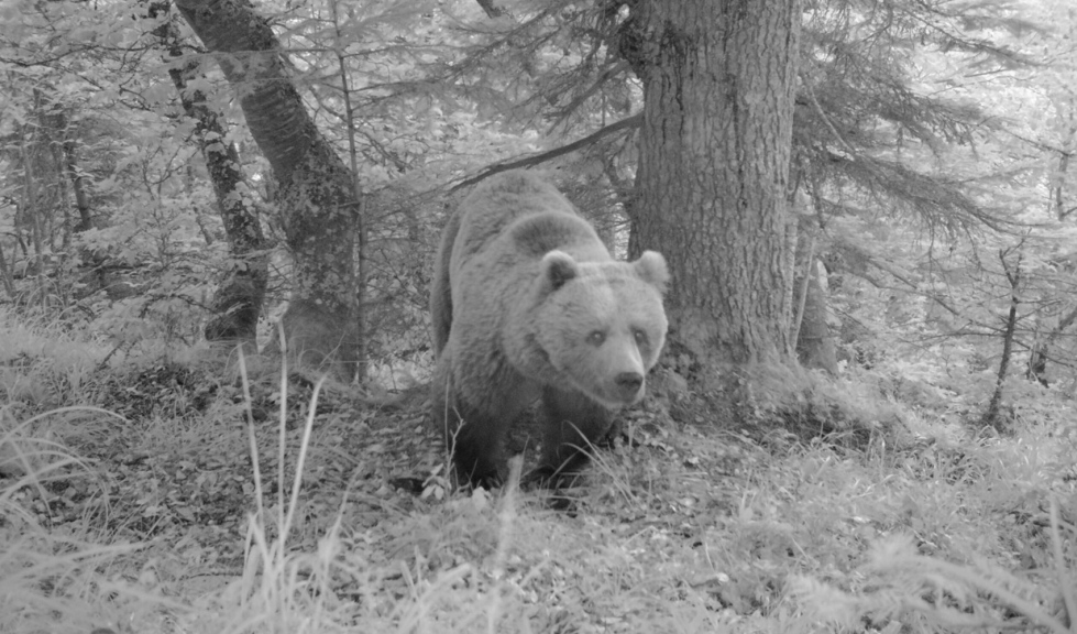 Imagen de un oso avistado en la zona facilitada por el Consehl Generau dAran
