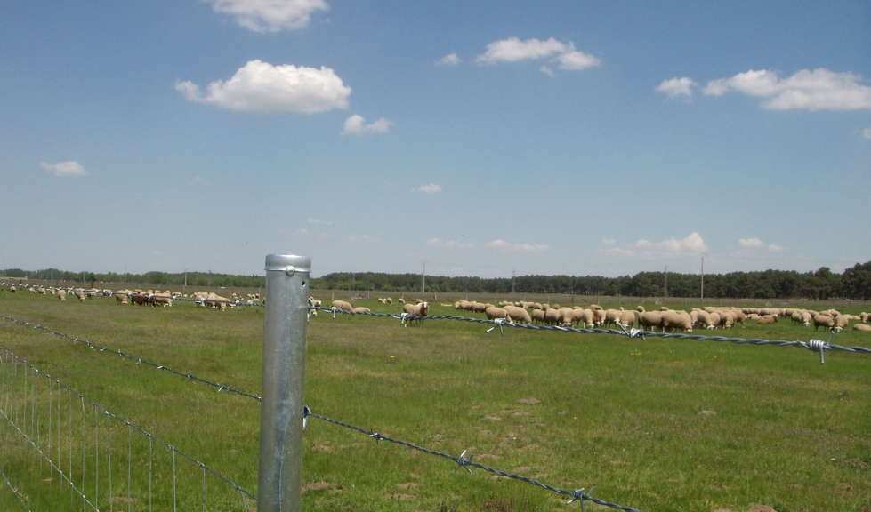 Rebao de ovejas protegido por un vallado