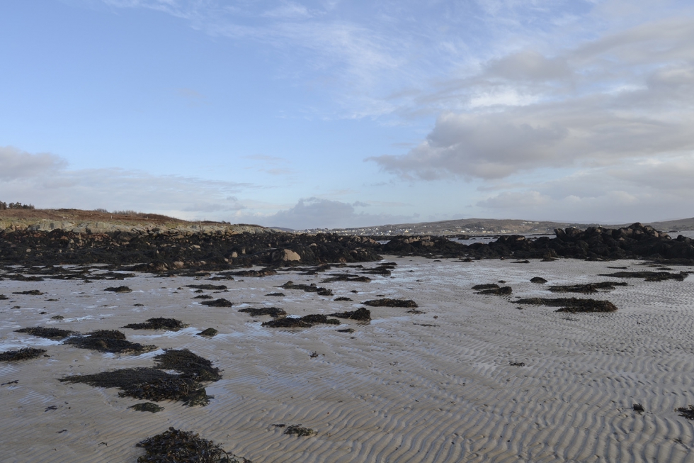 Algas Ascophyllum nodosum en el Mar del Norte (Irlanda)