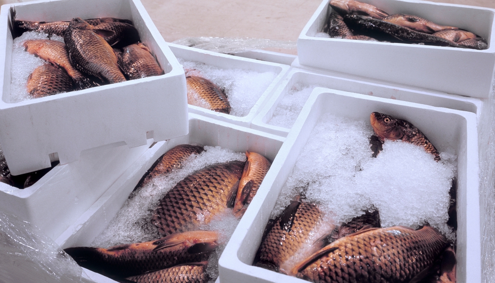 Refrigeración industrial para pescados y mariscos - Pescado