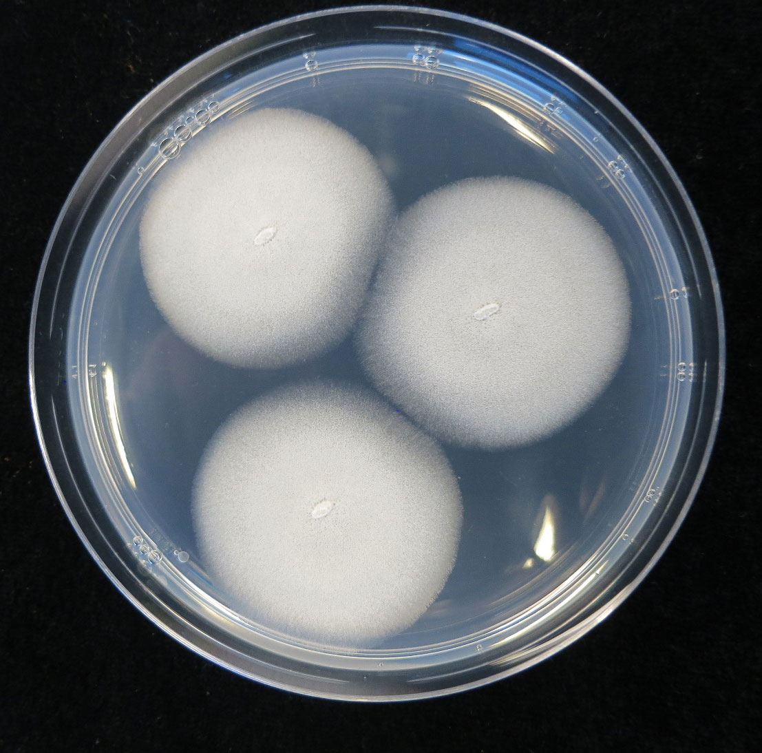 Fotografa 2. Aspecto del hongo Geotrichum citri-aurantii cultivado 'in vitro' en una placa de medio patata dextrosa agar (PDA)...