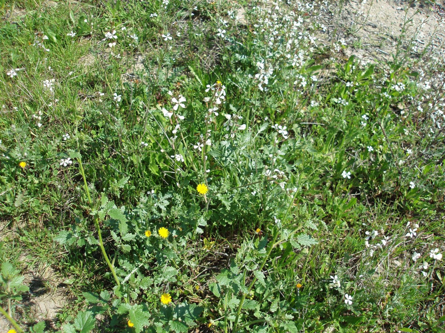 La oruga (Eruca vesicaria), otra de las hierbas sembradas