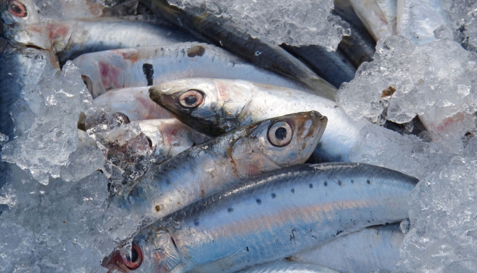 El consumo de sardinas es fcil de recomendar desde la consulta mdica y asumible por parte de la poblacin
