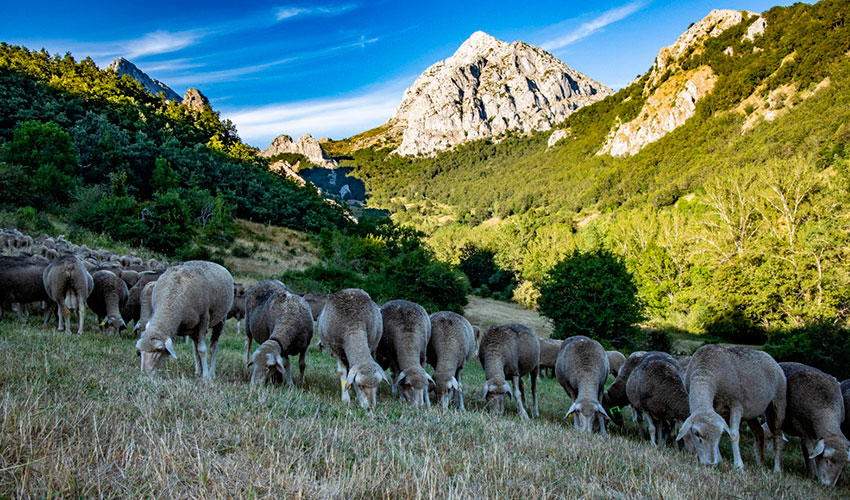 Ovejas en una zona de monta�a