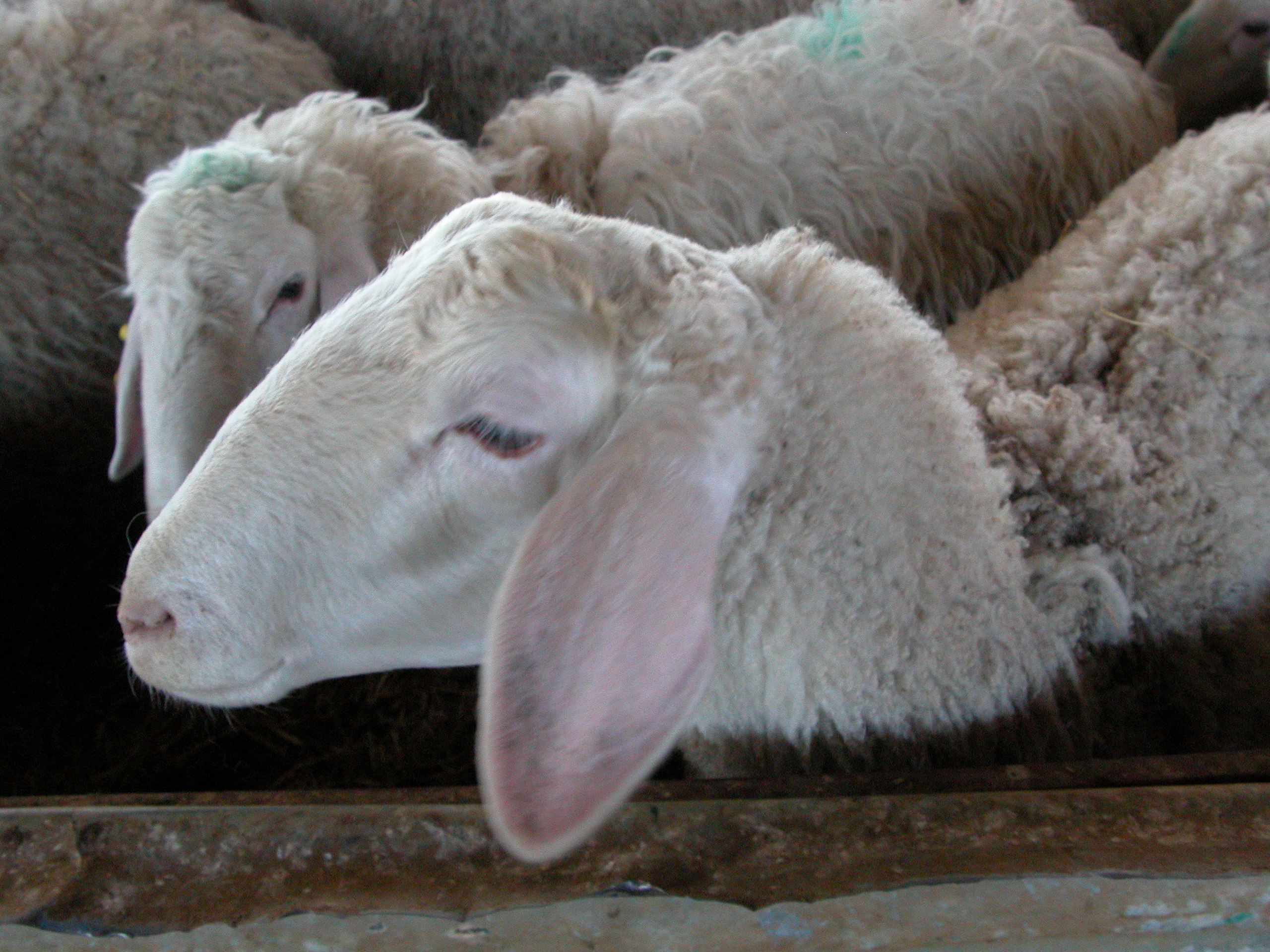 Oveja de Raza Assaf, mayoritaria en el ovino lechero espaol