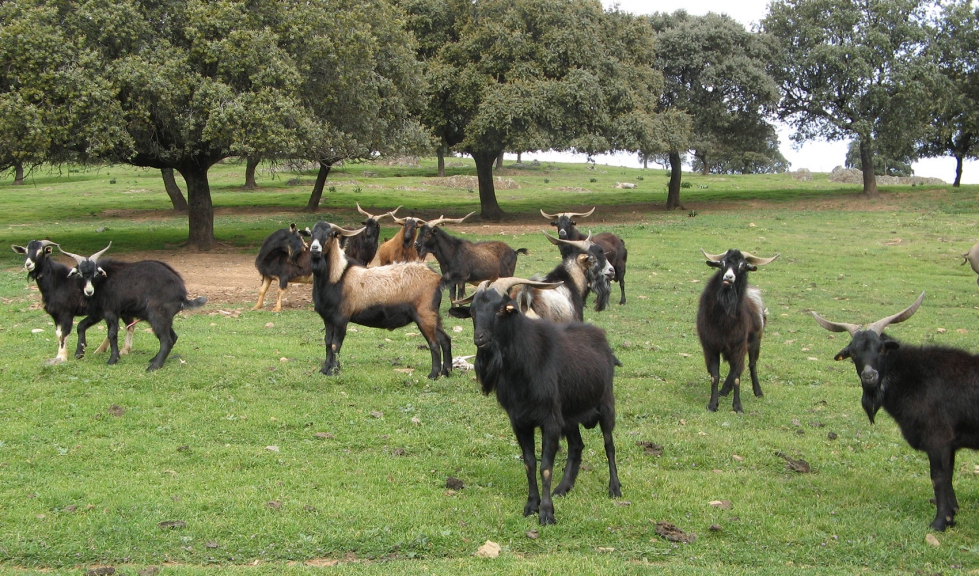 Rebao de cabras en el campo