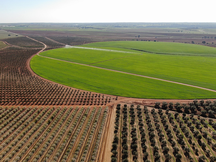 Com 65 mil hectares de olival e 15 mil hectares de amendoeiras...