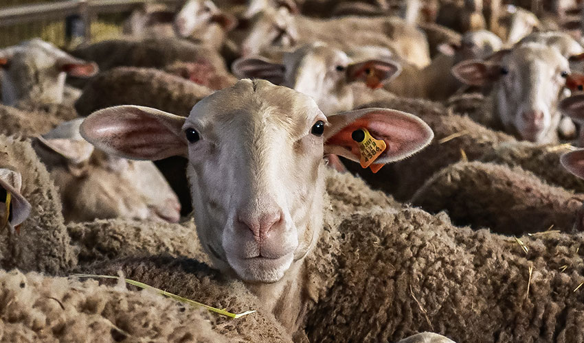 Rebao de ganado ovino. Foto: Cristiano Valadar (Unsplash)