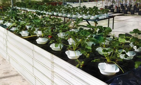 Muestras de las fresas del estudio en un invernadero controlado por los investigadores de la Universidad de Crdoba