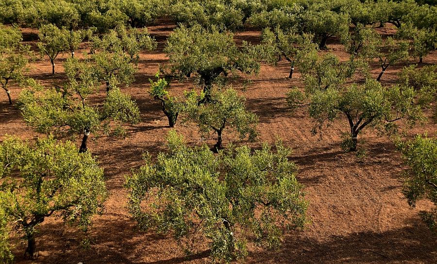 Os olivais intensivos ou tradicionais, devem ser podados ano sim ano não, para manter o equilíbrio entre folhas e madeira...